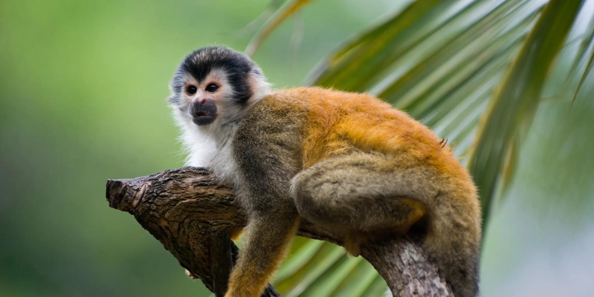 Voyage nature au Costa Rica avec son bébé 