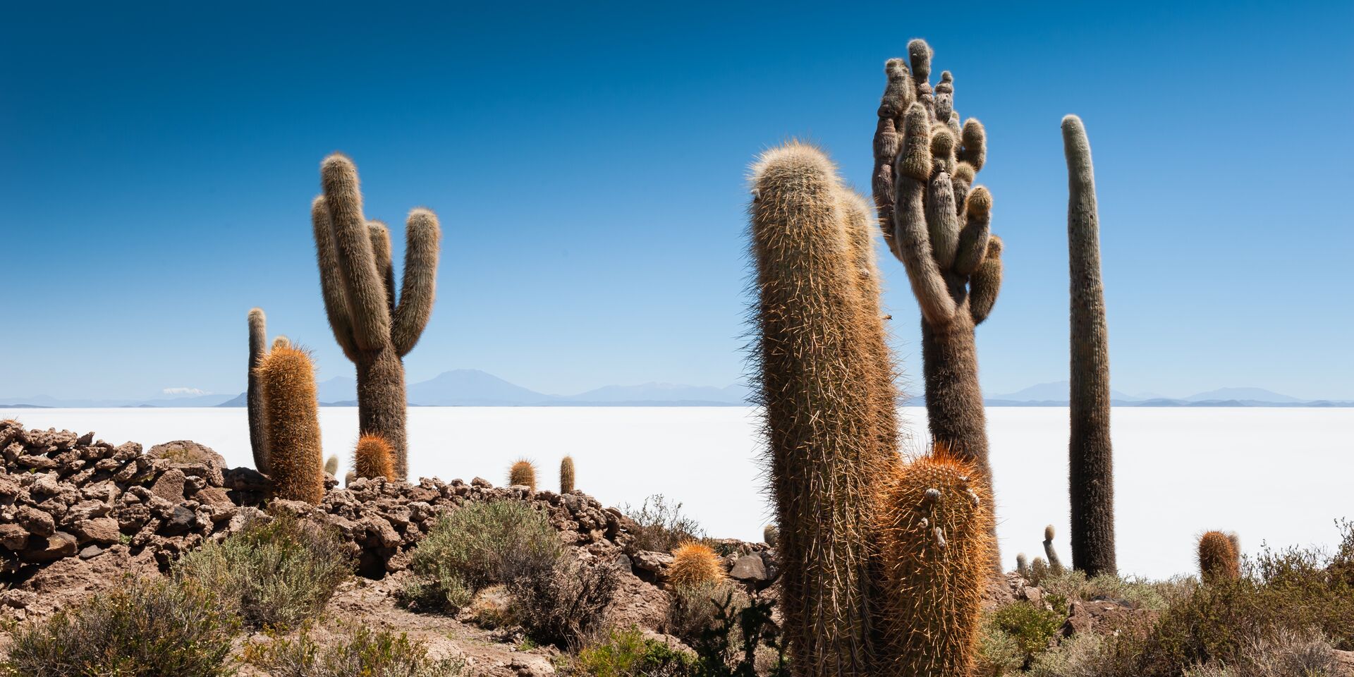 Cactus