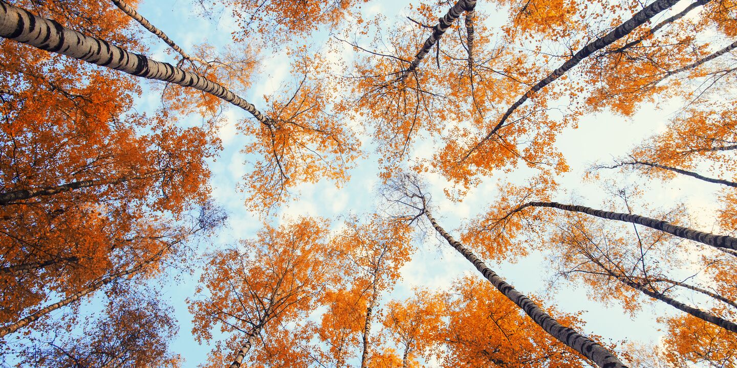 Tops of the trees in the autumn park