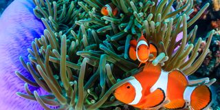 Nouméa