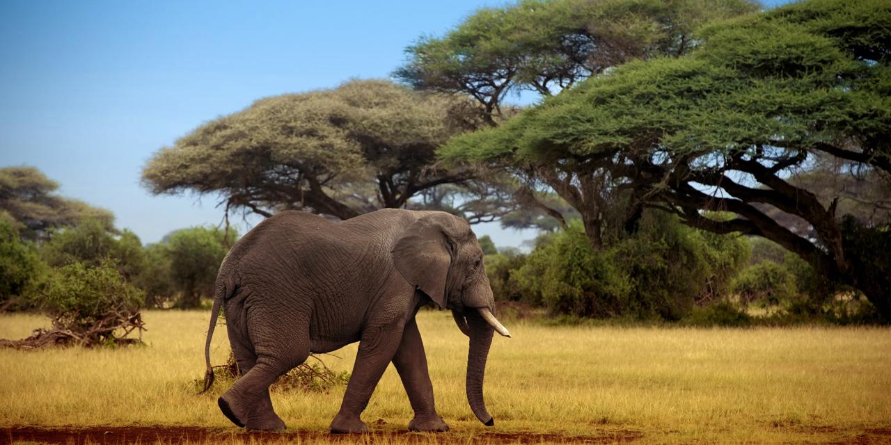 Afrique / Océan Indien