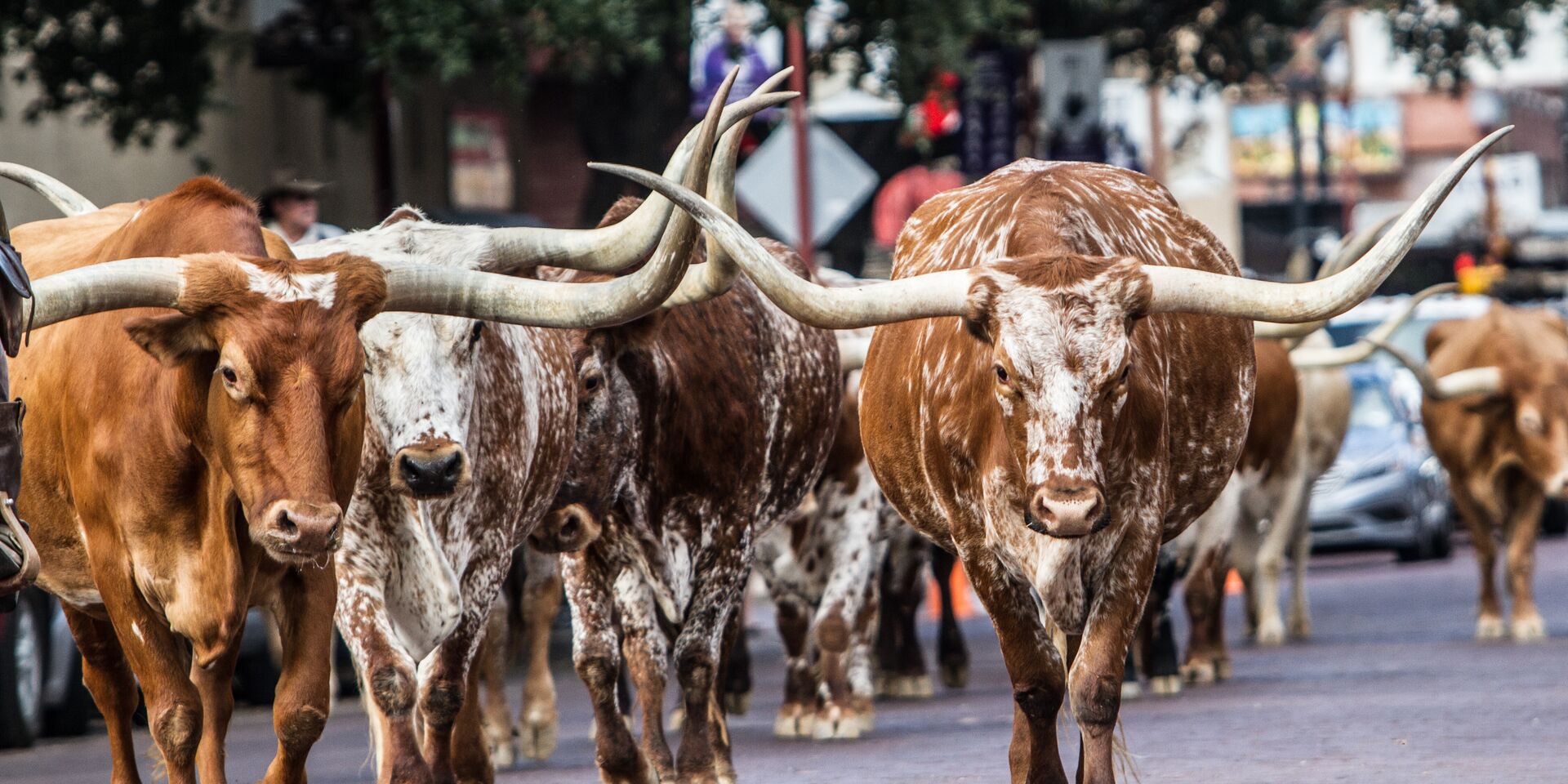 Dallas, Texas Longhorns