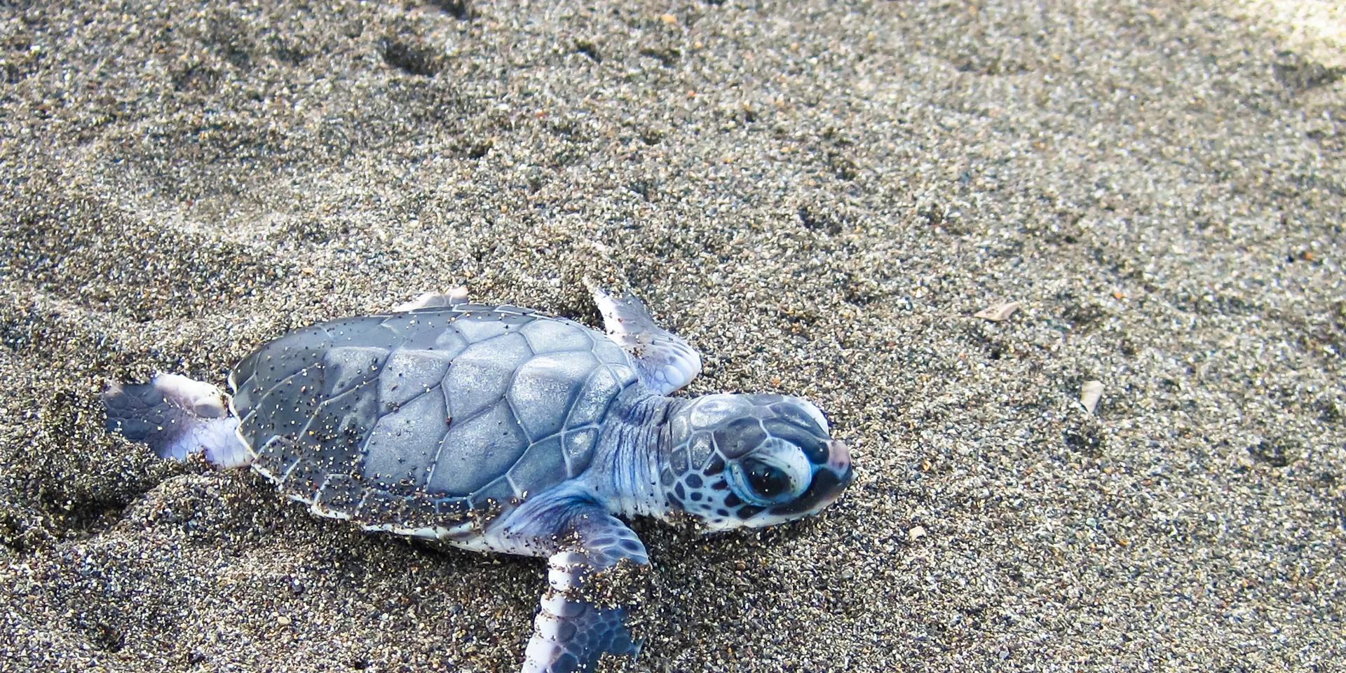 Voyage nature au Costa Rica avec son bébé 
