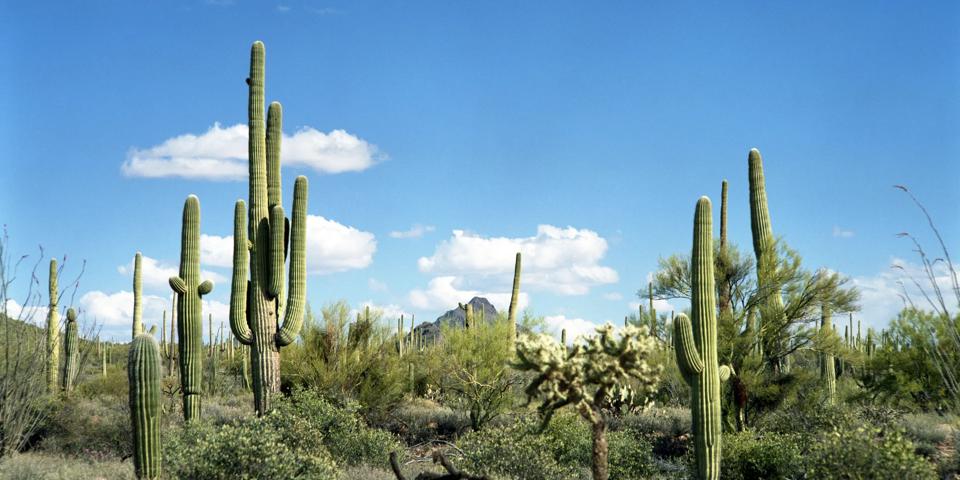 Phoenix