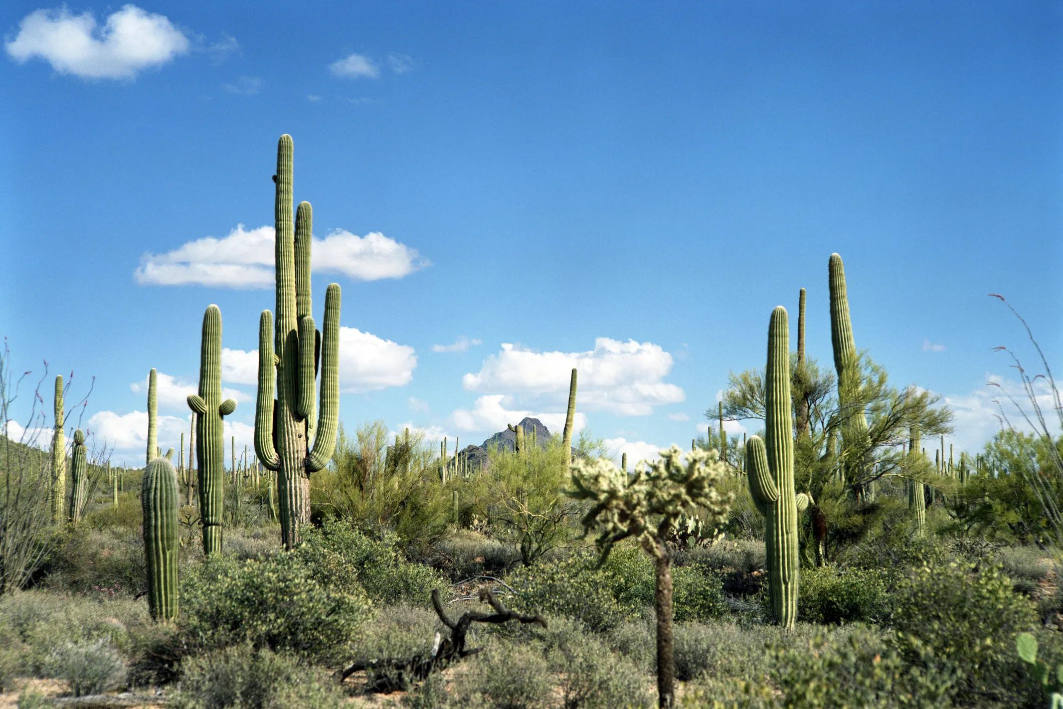 Phoenix, cactus