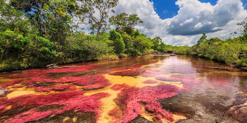Cano Cristales
