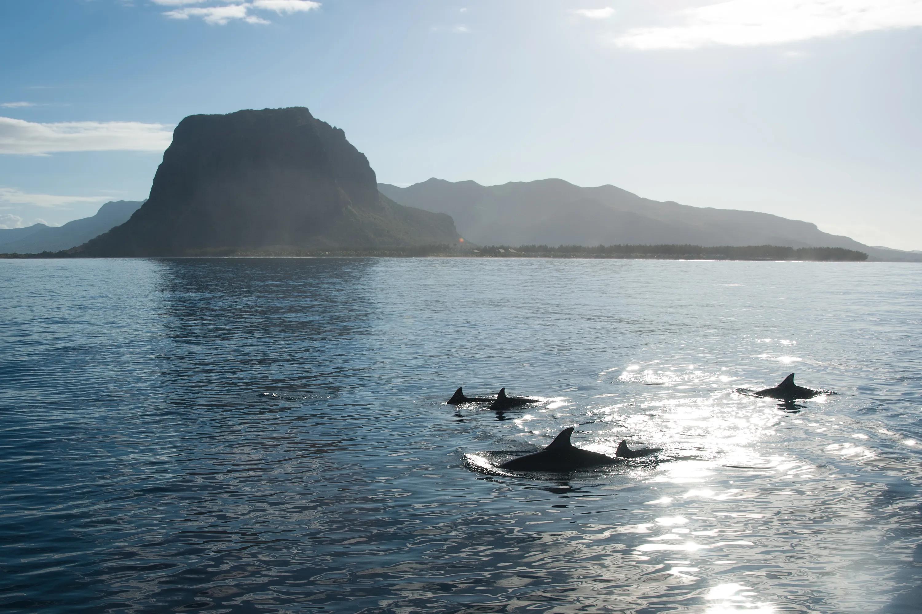 Mauritius, Dolphins