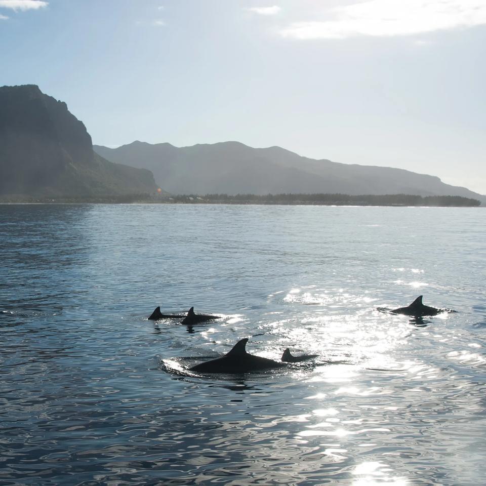 Mauritius, Dolphins