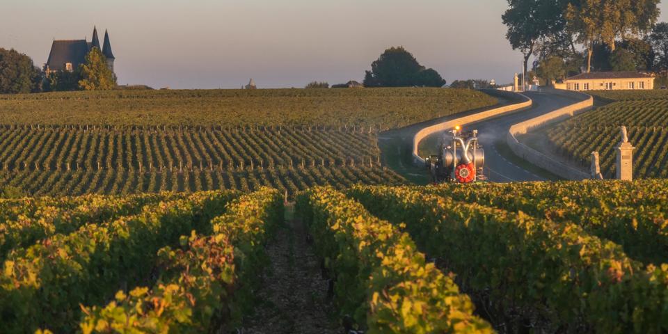 Bordeaux vineyard