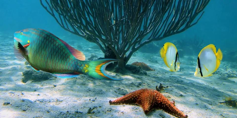 République Dominicaine - snorkeling