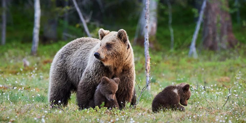 Mother bear and her three little puppies