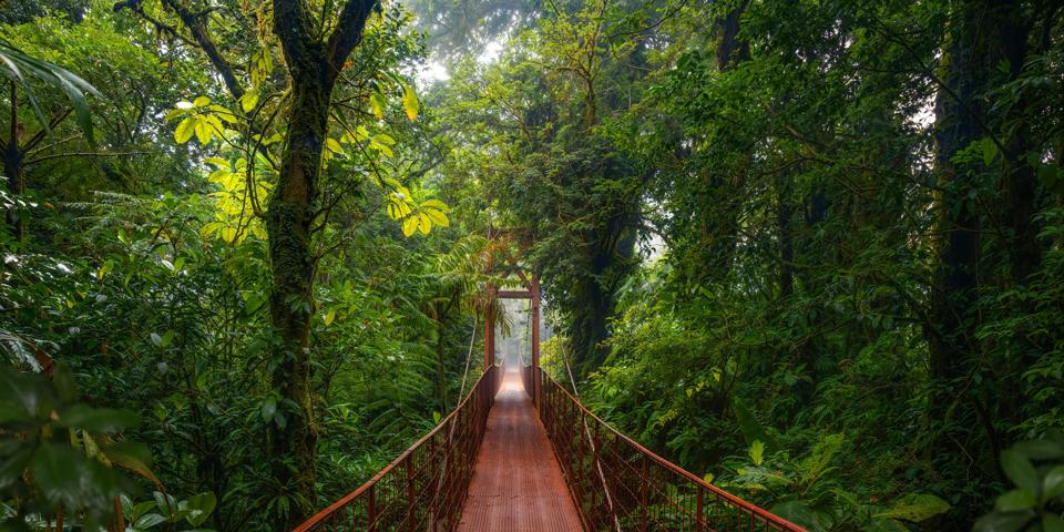 La canopée à Monteverde