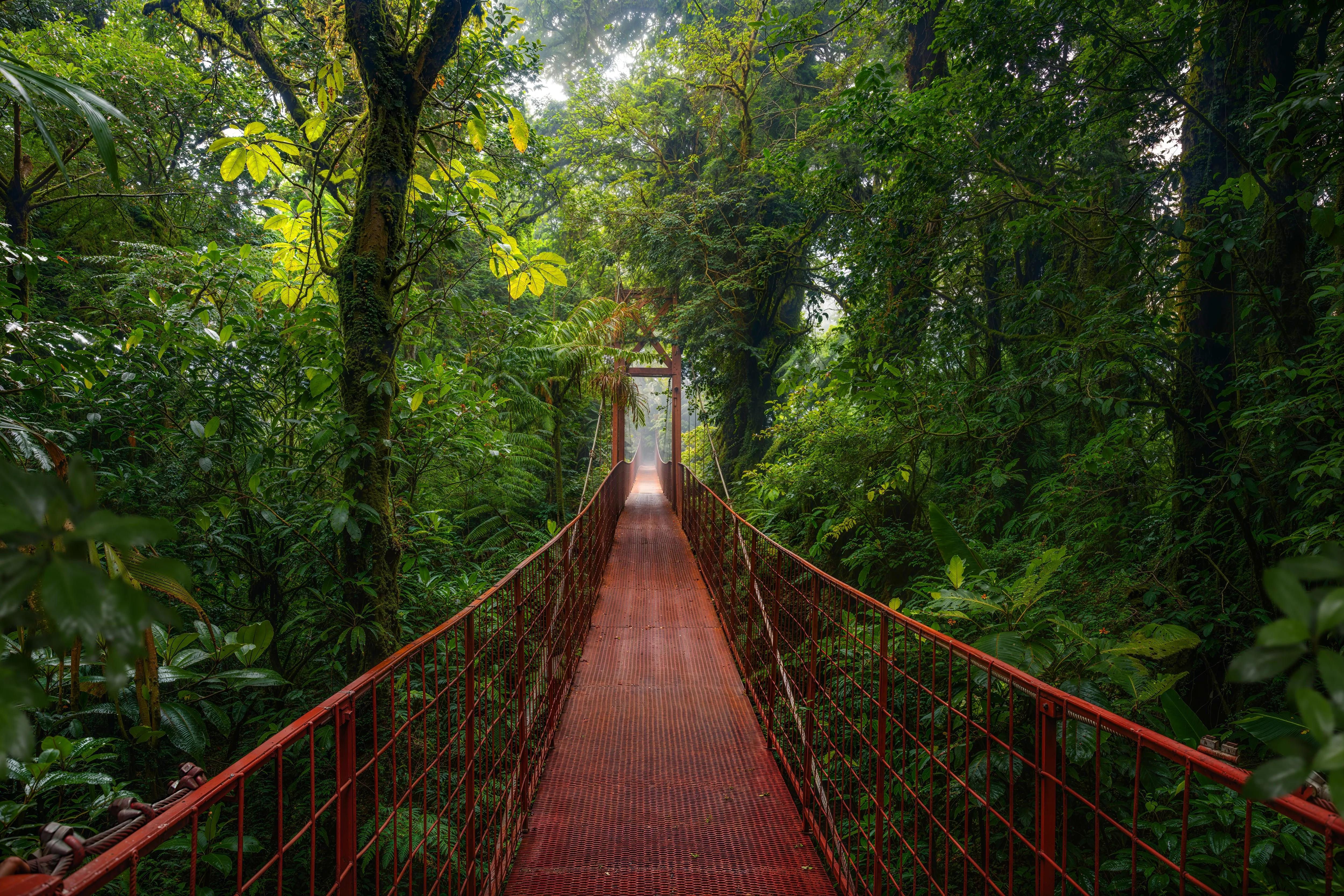 La canopée à Monteverde