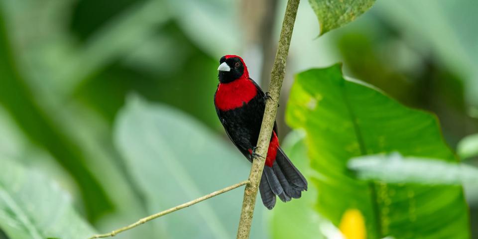 Observation de la faune à Cano Negro