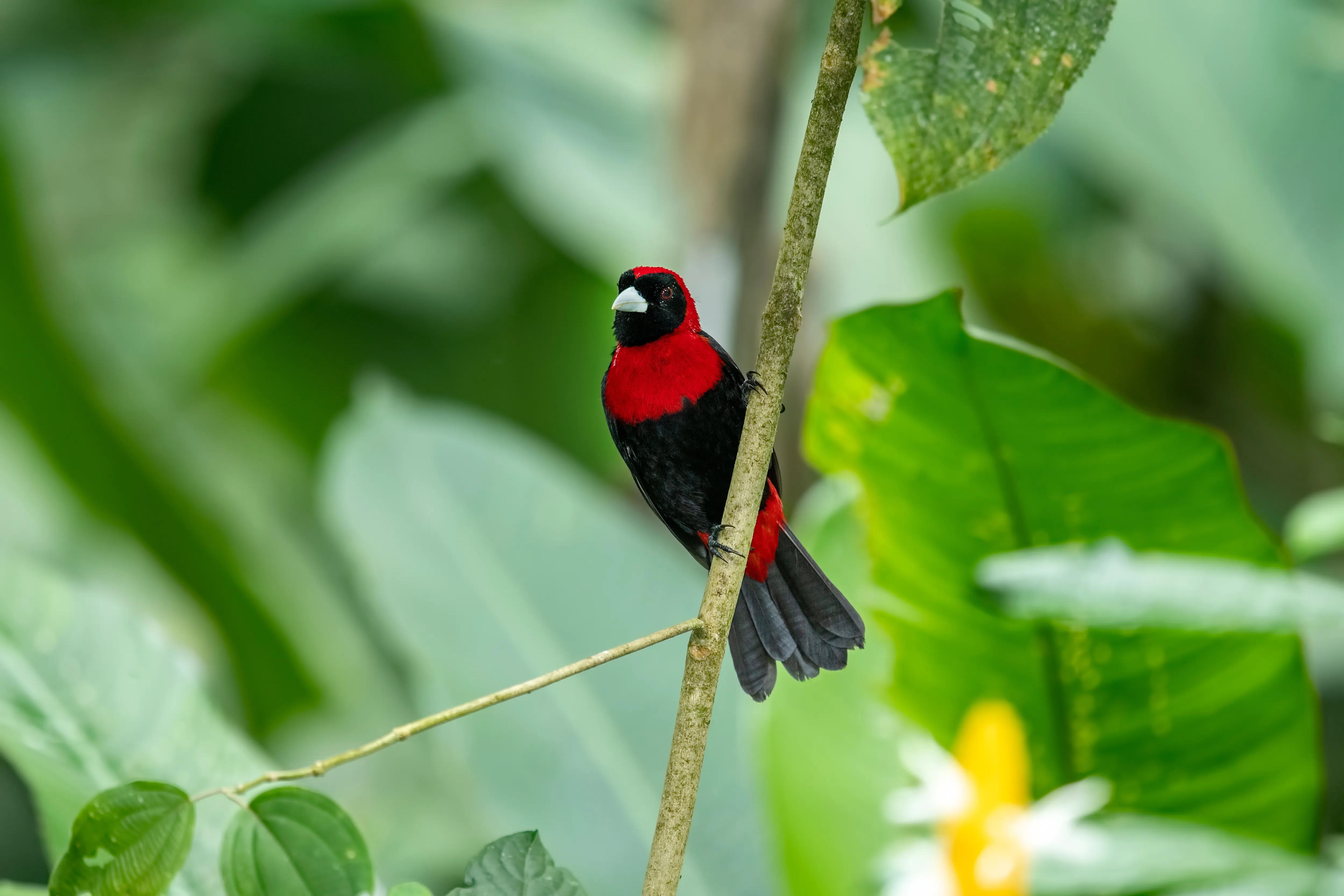 Observation de la faune à Cano Negro