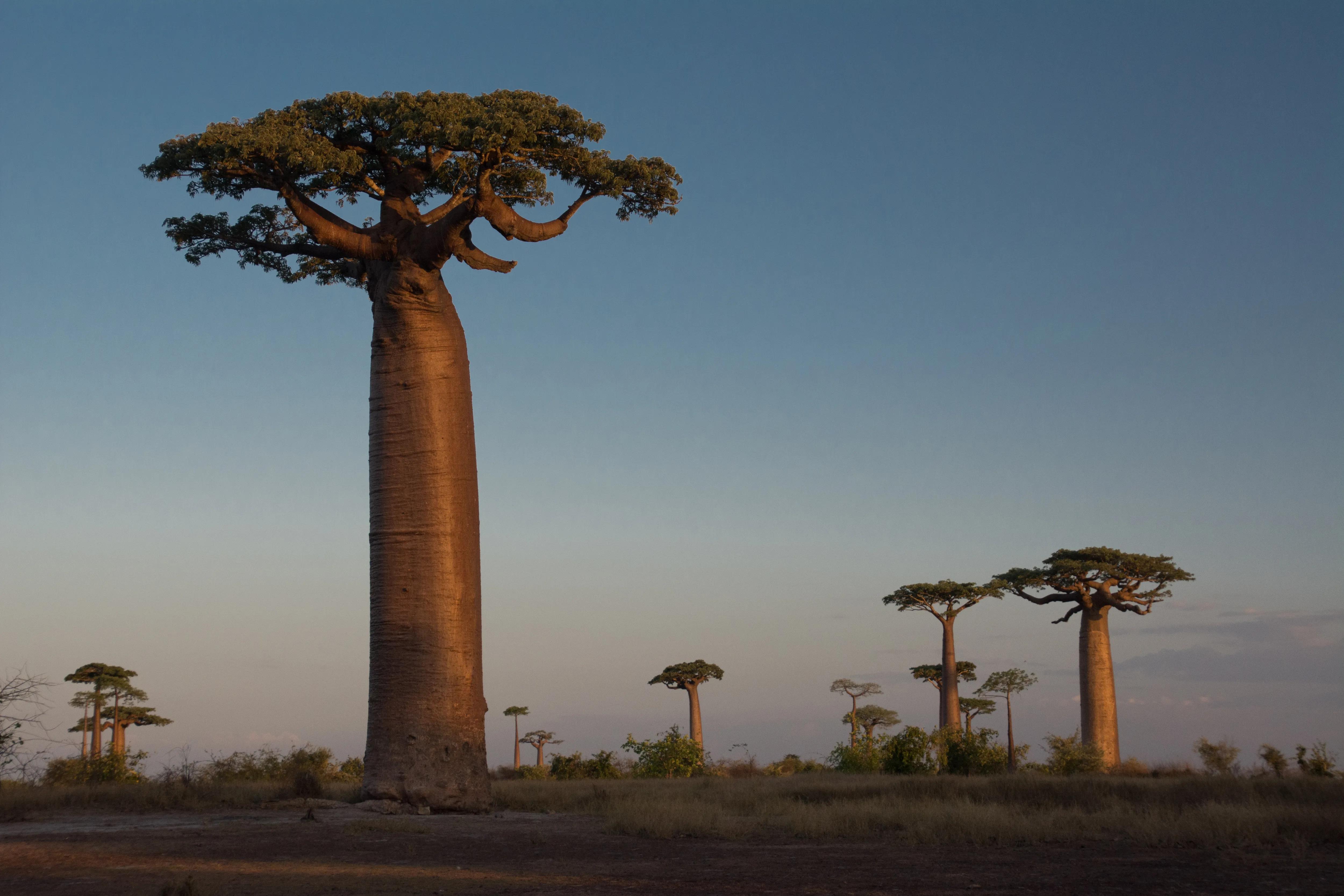 Madagascar, Sunset on the Baobabs
