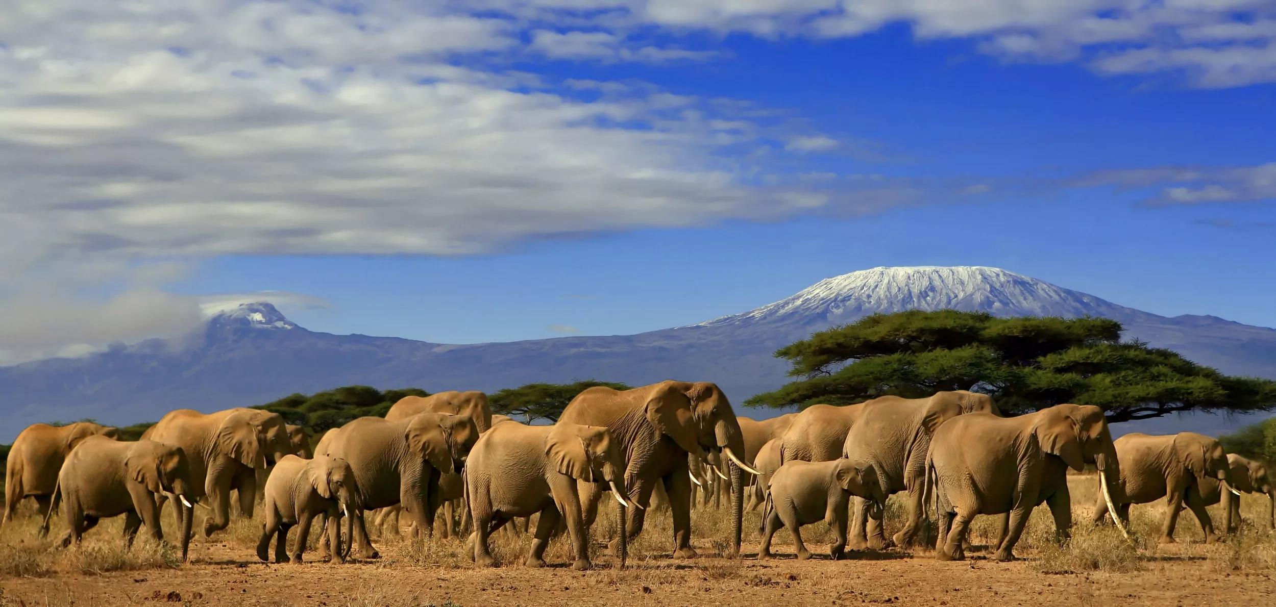 Kilimanjaro