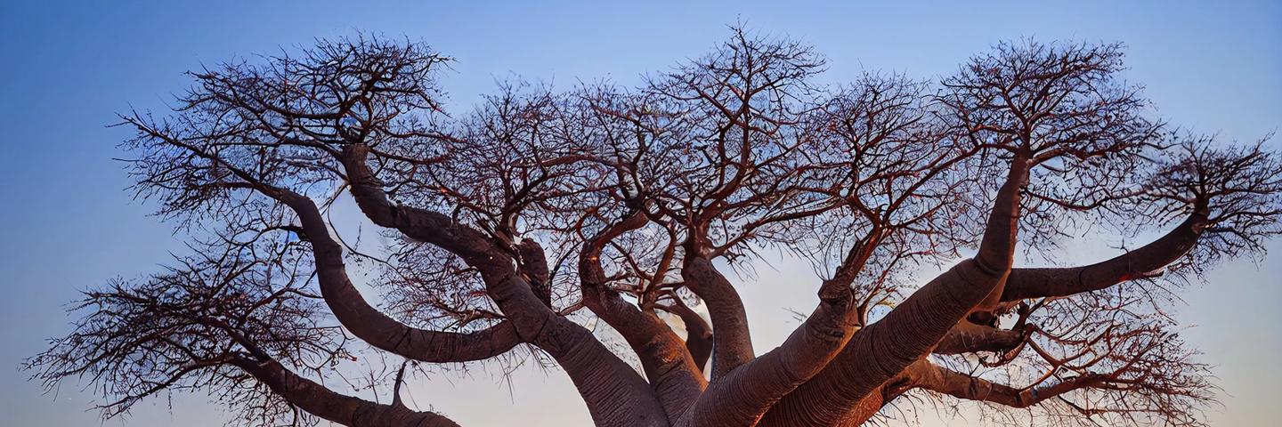 Tanzanie