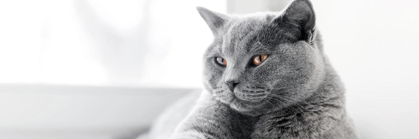Chat