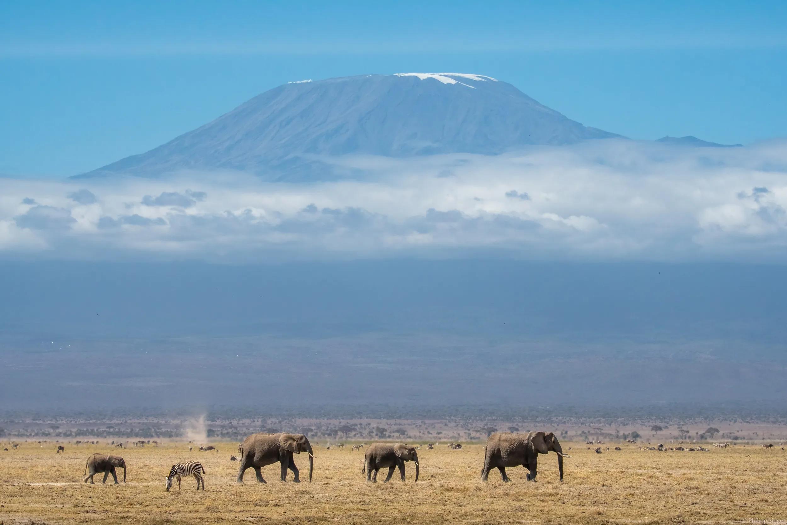 kilimanjaro