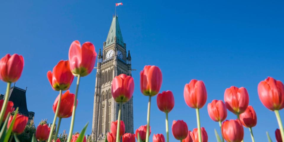 Peace Tower and tulips, Ottawa, Ontario, Canada 