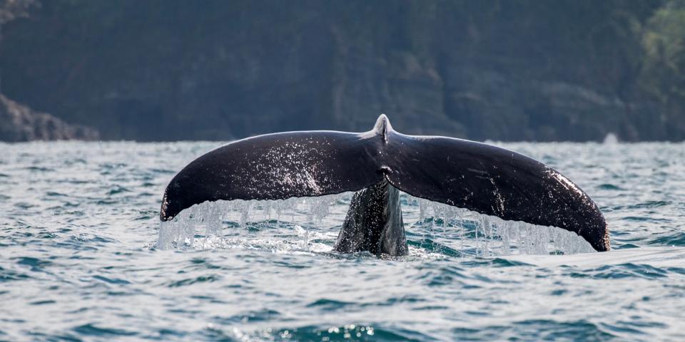 Visiter le parc Marino Ballena