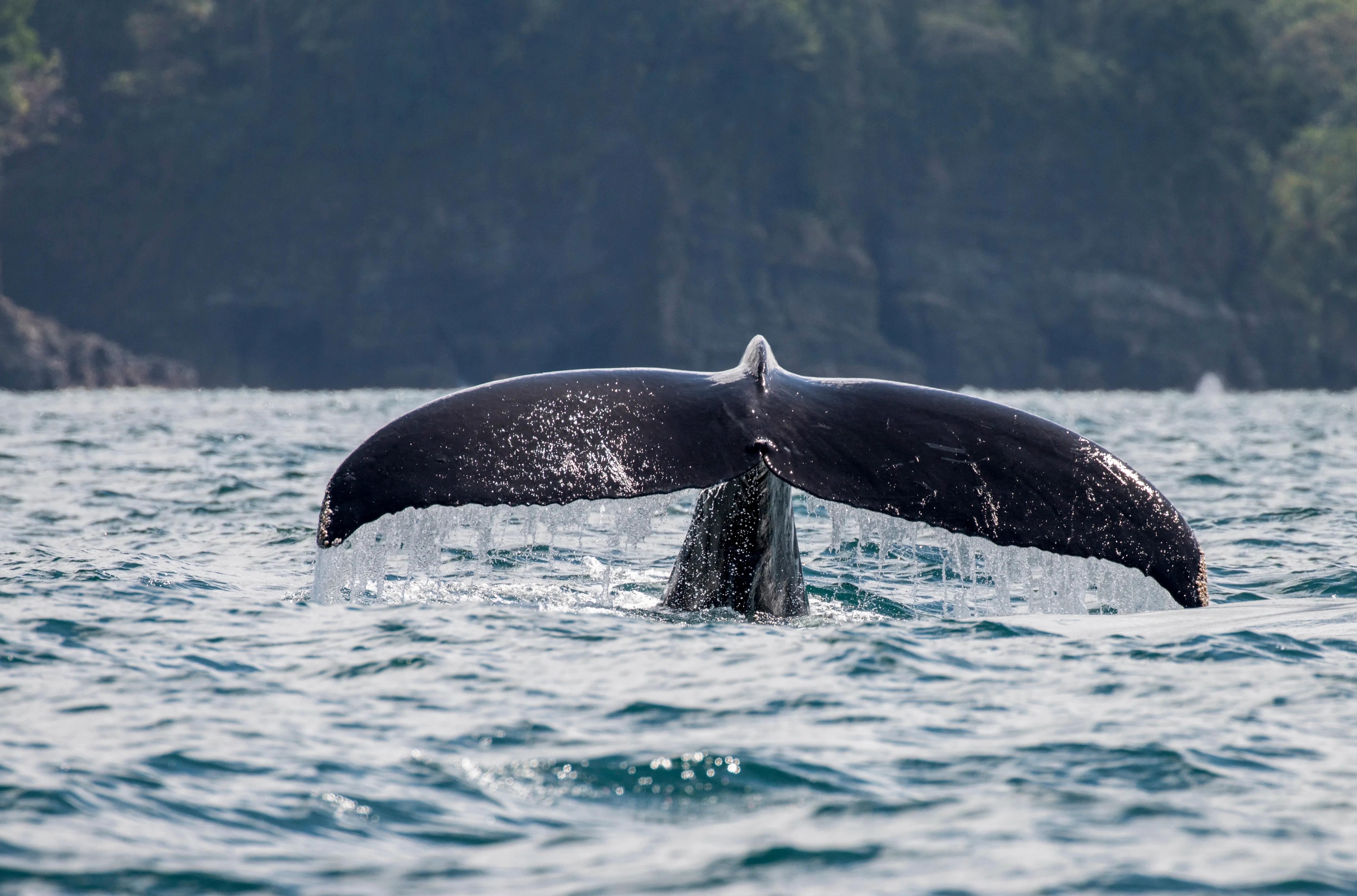 Visiter le parc Marino Ballena